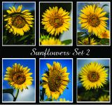 Sunflowers Set 2